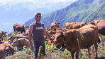 La santé des vaches laitières de Ludovic Pellicier et de neuf autres éleveurs doit être préservée 100 jours durant en alpage chaque année.